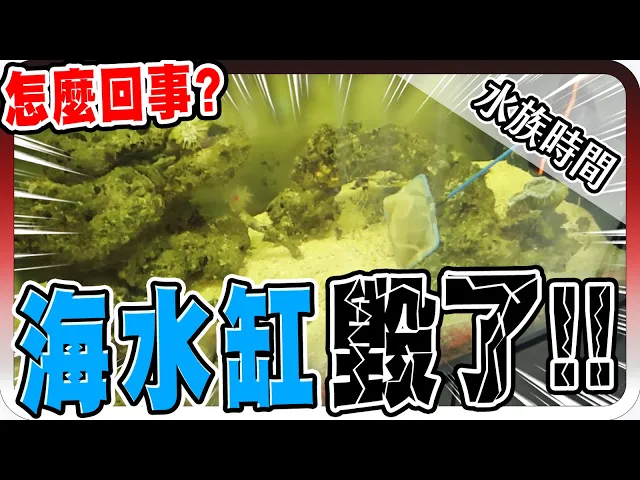 海水魚死掉了?竟然把整個海水缸給毀了!|水族時間【黑羽】